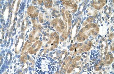 Immunohistochemistry-Paraffin: PARL Antibody [NBP1-59496]