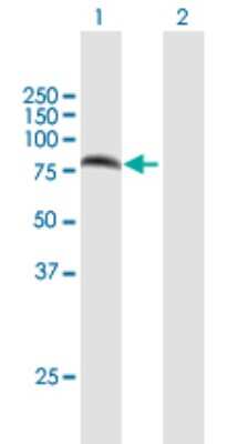 Western Blot: PARN Antibody [H00005073-B01P]
