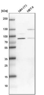 Western Blot: PARN Antibody [NBP1-84303]