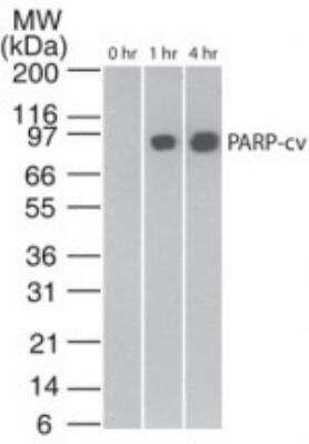 Western Blot: PARP Antibody (194C1439)CleavedAzide and BSA Free [NBP2-27335]