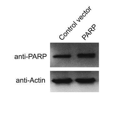 Western Blot: PARP Antibody (194C1439)CleavedAzide and BSA Free [NBP2-27335]