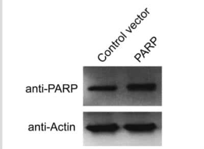 Western Blot: PARP Antibody (194C1439)CleavedBSA Free [NB100-56599]