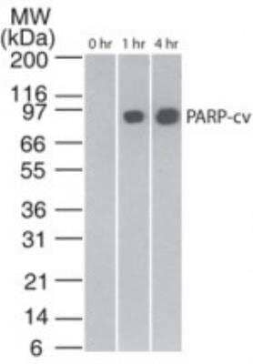 Western Blot: PARP Antibody (194C1439)CleavedBSA Free [NB100-56599]