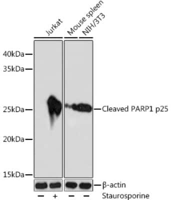 Western Blot: PARP Antibody (4M9X4)Cleaved [NBP3-15813]