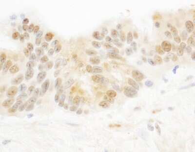 Immunohistochemistry-Paraffin: PARP10 Antibody [NB100-2157]