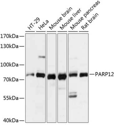 Western Blot: PARP12 AntibodyAzide and BSA Free [NBP2-93240]