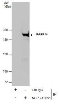 Immunoprecipitation: PARP14 Antibody [NBP3-13051]