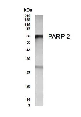 Western Blot: PARP2 AntibodyUnpurified [NB100-185]