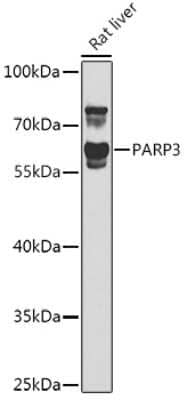 Western Blot: PARP3 AntibodyBSA Free [NBP2-93033]