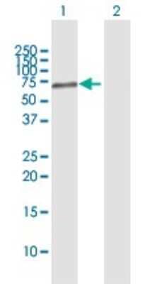 Western Blot: PARP3 Antibody [H00010039-B01P]