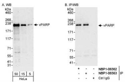 Western Blot: PARP4 Antibody [NBP1-06563]