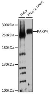 Western Blot: PARP4 AntibodyBSA Free [NBP2-94795]