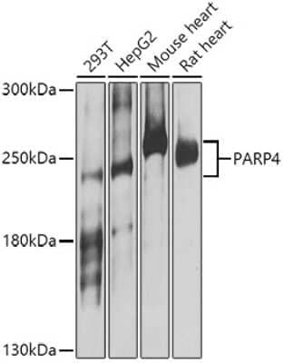 Western Blot: PARP4 AntibodyBSA Free [NBP2-95249]