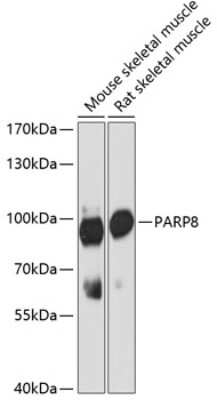 Western Blot: PARP8 AntibodyAzide and BSA Free [NBP2-93551]