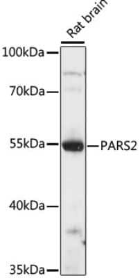 Western Blot: PARS2 AntibodyAzide and BSA Free [NBP2-94595]