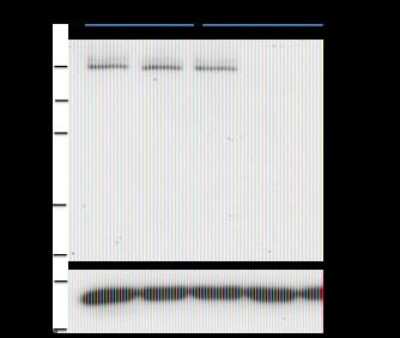 Western Blot: PASD1 Antibody (2ALCC136)BSA Free [NBP2-50235]