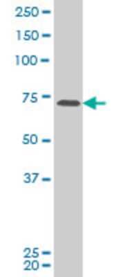 Western Blot: PASD1 Antibody (2B10) [H00139135-M04]