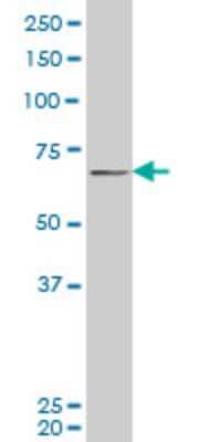 Western Blot: PASD1 Antibody (3C1) [H00139135-M08]