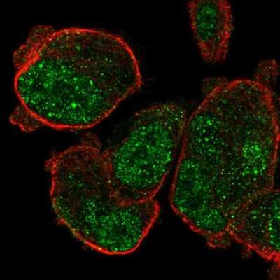 Immunocytochemistry/ Immunofluorescence: PASD1 Antibody [NBP1-84345]