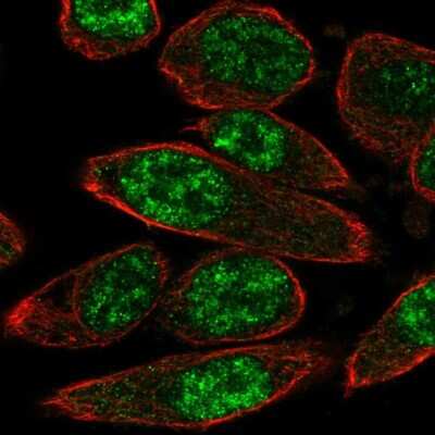 Immunocytochemistry/ Immunofluorescence: PASD1 Antibody [NBP1-84346]