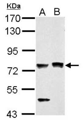 Western Blot: PASD1 Antibody [NBP2-19703]