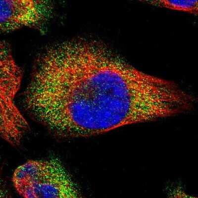 Immunocytochemistry/ Immunofluorescence: PASK Antibody [NBP1-83037]