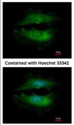 Immunocytochemistry/ Immunofluorescence: PASK Antibody [NBP2-19704]
