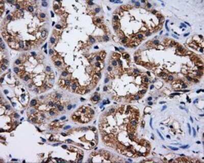 Immunohistochemistry: PASK Antibody (OTI8G9) - Azide and BSA Free [NBP2-73249]
