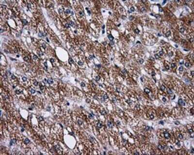 Immunohistochemistry: PASK Antibody (OTI8G9) - Azide and BSA Free [NBP2-73249]