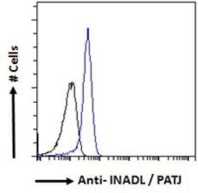 Flow Cytometry: PATJ Antibody [NB100-1354]