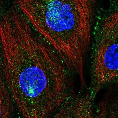 Immunocytochemistry/ Immunofluorescence: PATJ Antibody [NBP2-57361]