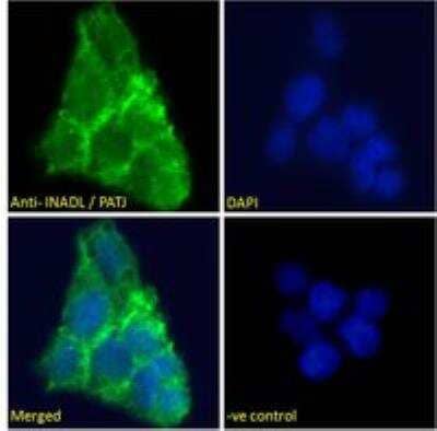 Immunofluorescence: PATJ Antibody [NB100-1354]