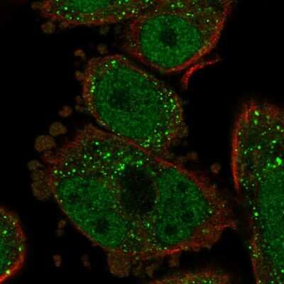 Immunocytochemistry/ Immunofluorescence: PAUF/ZG16B Antibody [NBP2-49089]
