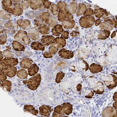 Immunohistochemistry-Paraffin: PAUF/ZG16B Antibody [NBP2-49089]