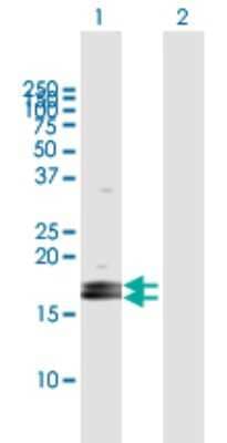 Western Blot: PAUF/ZG16B Antibody [H00124220-B01P]