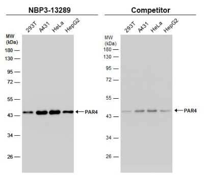 Western Blot: PAWR / PAR4 Antibody [NBP3-13289]