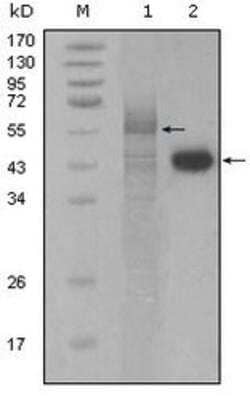 Western Blot: PAWR / PAR4 Antibody (3G9H7)BSA Free [NBP1-28892]