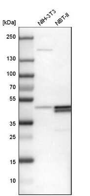 Western Blot: PAWR / PAR4 Antibody [NBP1-87338]