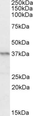 Western Blot: Pax4 Antibody [NBP1-49863]