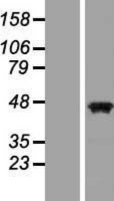 Western Blot: Pax5/BSAP Overexpression Lysate [NBP2-06998]