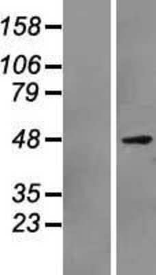 Western Blot: Pax7 Overexpression Lysate [NBP2-07395]