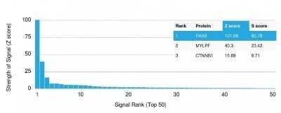 Protein Array: PAX8 Antibody (PAX8/1492) - Azide and BSA Free [NBP2-54539]