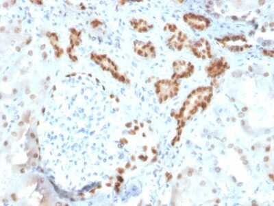 Immunohistochemistry-Paraffin: PAX8 Antibody (ZR-1) - Azide and BSA Free [NBP3-08307]