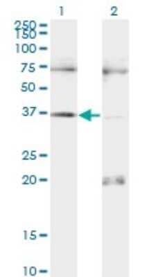 Western Blot: PAX9 Antibody (3B8) [H00005083-M13]