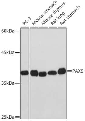 Western Blot: PAX9 Antibody (3C2U5) [NBP3-15888]