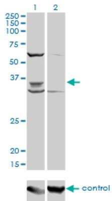 Western Blot: PAX9 Antibody (4B9) [H00005083-M03]