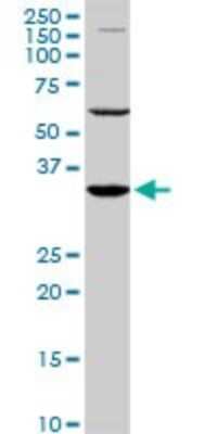Western Blot: PAX9 Antibody (4B9) [H00005083-M03]
