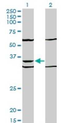 Western Blot: PAX9 Antibody (4B9) [H00005083-M03]