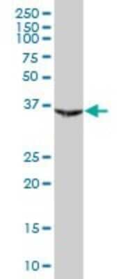 Western Blot: PAX9 Antibody [H00005083-B01P]