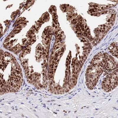 Immunohistochemistry-Paraffin: PAXX Antibody [NBP1-94172]